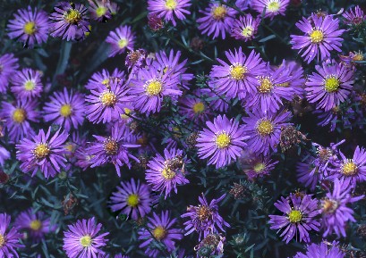 aster image